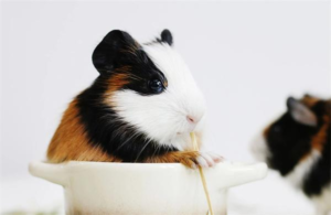 Common Guinea Pig Diseases and Their Symptoms