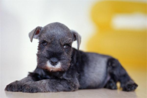 How to Prevent Ear Mites in Dogs