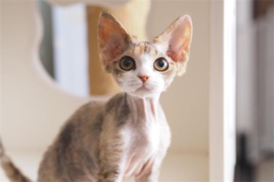 How Long Does a Female Cat’s Heat Last?