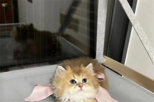How Do Cats Make Friends with Each Other?