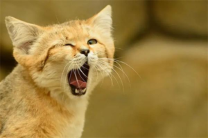 Do Cats Have Nightmares?