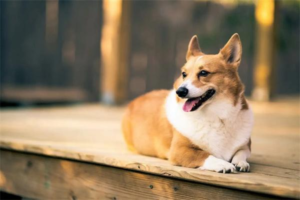 Dog Intestinal Obstruction: Symptoms and Treatment
