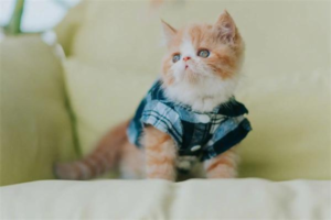 How to Remove Cat Urine Odor