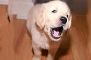 Will a dog’s double row of teeth fall out on its own?