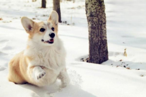 How to Choose the Right Dog Bed