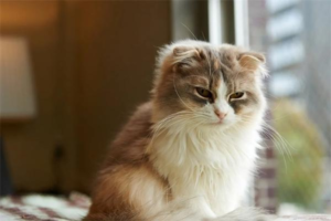 Why Is a Male Cat Infertile?