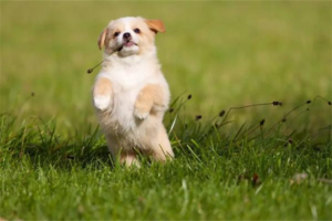 What to Keep in Mind When Training a Teacup Dog?
