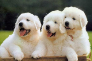 Can you vaccinate a dog with a cold?