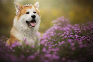 How to Protect a Dog From Mosquito Bites