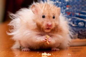 Why Does a Hamster Keep Squeaking?