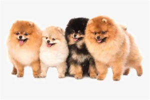 Is Pregnancy Screening Necessary for a Pregnant Dog?