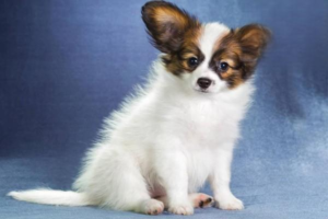 How good is a dog’s hearing?