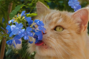 Common Postpartum Diseases in Mother Cats and Their Prevention