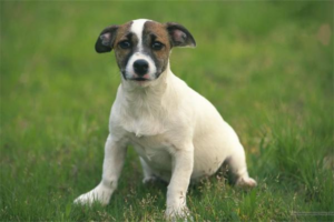 What Is a Dog Urinary Tract Infection?