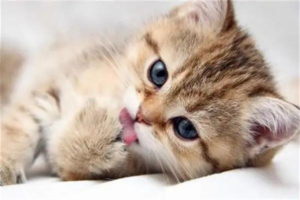 What Are the Signs of a Spoiled Cat?