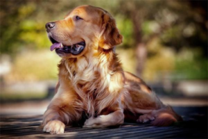 What Are the Diagnostic Methods for Kennel Cough?