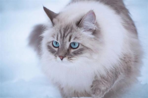 Why Do Cats Breed with Their Mothers?