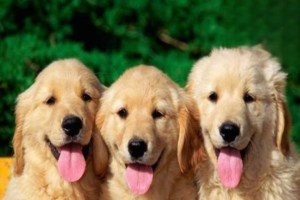 What to Do About Your Dog’s Cherry Eye