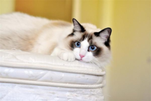 Which Cat Breeds Are the Most Affectionate?