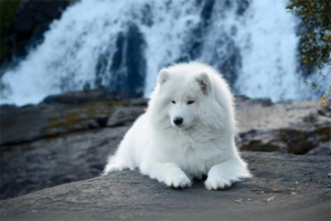 Does Your Dog Need Clothes in Winter?