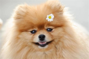 Is a Dog’s Double Row of Teeth Caused by Calcium Deficiency?