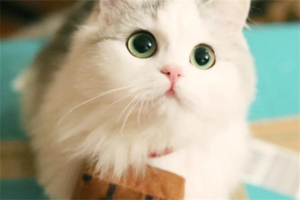 What Are the Signs of an Insecure Cat?