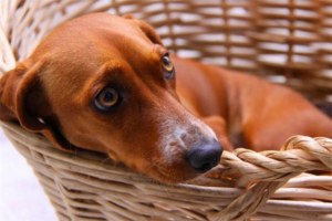 Can Dogs Sense When Their Owner Is Pregnant?