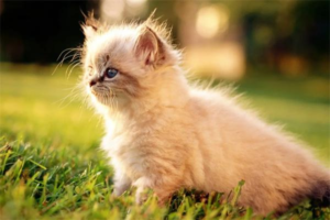 Why Does a Cat Roll on the Floor?