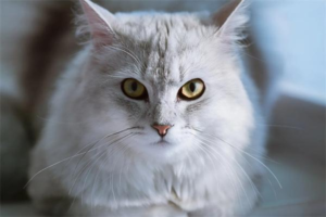 How to Help a Cat Gain Weight
