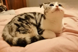 Is Too Much Catnip Harmful to Cats, and Can They Get Addicted?