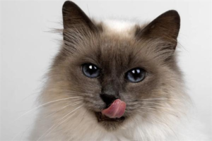 Can a Cat with Only One Testicle Reproduce?
