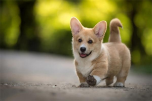 Why Is My Dog Suddenly Zooming Around the House?