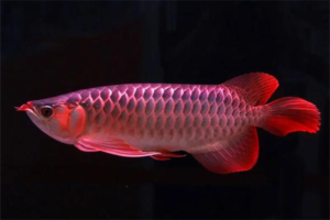 Why Arowana Get Pinecone Disease (Raised Scales) and How to Treat It