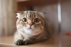 Why Has My Cat Suddenly Stopped Sleeping in Its Bed?