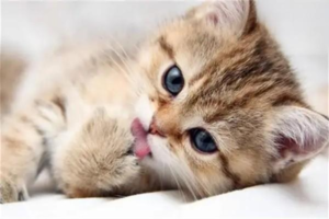 How to Feed a 3-Month-Old Kitten