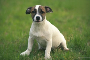 What Are the Common Police Dog Breeds in China?