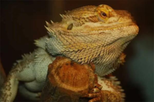 How to Pick a Healthy Bearded Dragon