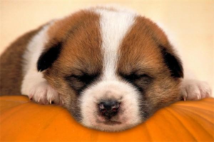 Common Dog Accidents and First-Aid Steps