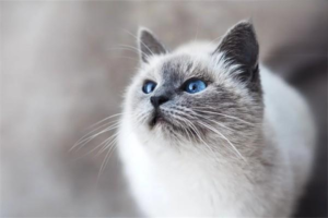 What to Do When Your Cat Misbehaves and Refuses to Admit It