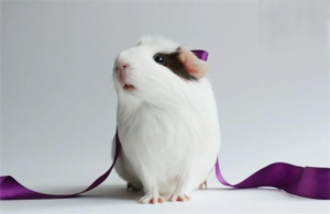 What to Do When Guinea Pigs Keep Fighting