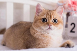Does Weather Affect a Cat’s Mood? What Weather Do Cats Like?