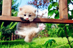 How to Help Your Cat Relax and Enjoy Being Petted