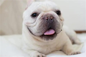 French Bulldog Heatstroke: Symptoms and What to Do