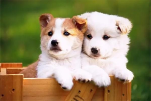 What Happens When a Dog Lacks Calcium?