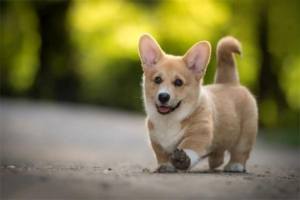 When Is the Best Time to Dock a Corgi’s Tail?