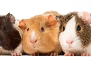 Why Is My Guinea Pig’s Gum Bleeding?
