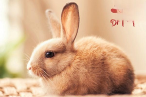 Causes and Treatment of Ulcerative Pododermatitis (Sore Hocks) in Rabbits