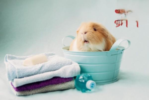 How to Keep a Hamster Cage from Smelling