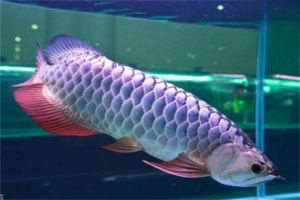 Silver Arowana: Morphology and Breeding Methods