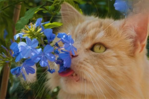 Why Does Your Cat Keep Farting So Badly?